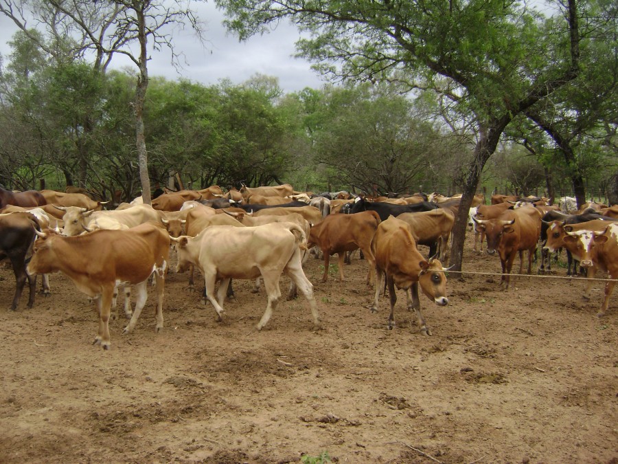 Reunión de coordinacion con el sector ganadero en la llanura chaqueña frontera con el Paraguay