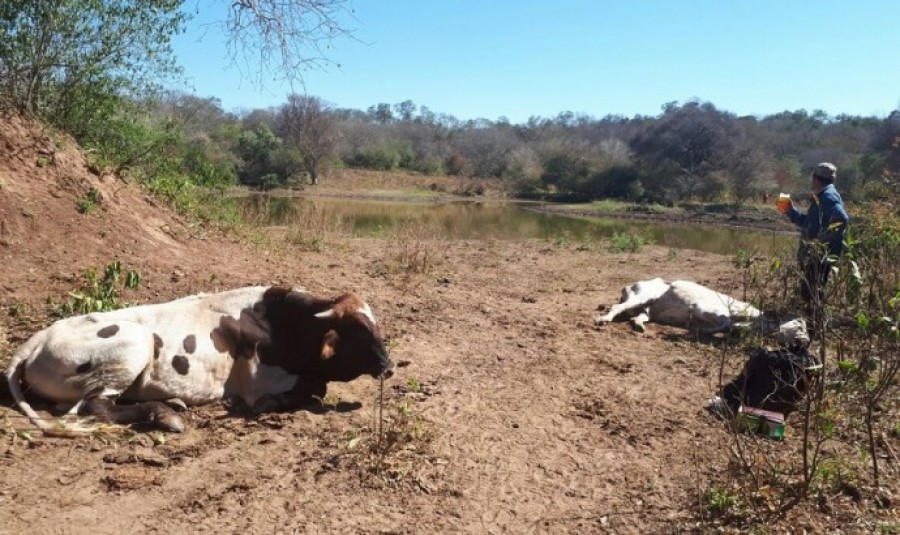 Piden al Gobierno ayuda para ganaderos de Macharetí