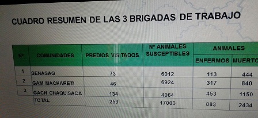 Más de 2.400 cabezas de ganado muertos en Machareti y aún no logran identificar las causas