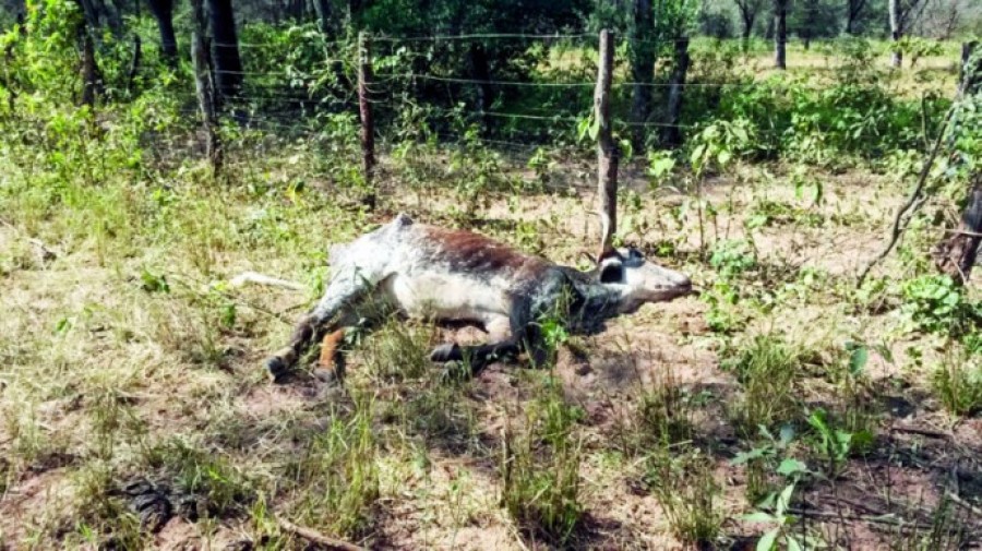 Continúa sin esclarecerse muerte de ganado vacuno