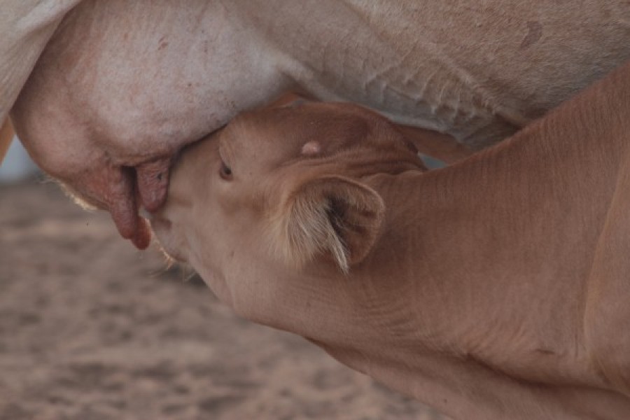 Macharetí fue declarado municipio Productor de carne y miel ecológicas, libre de transgénicos