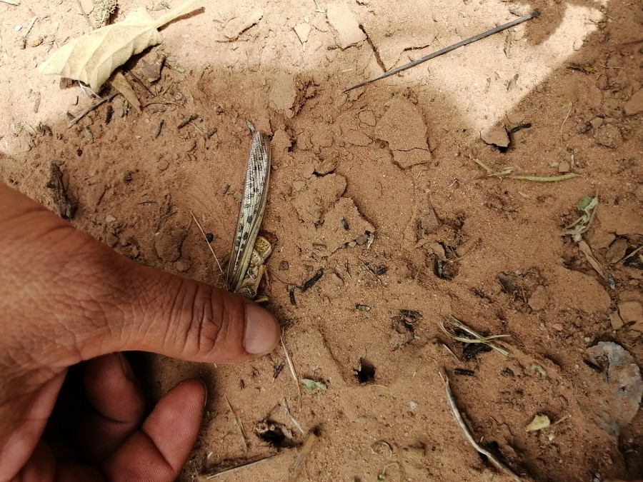 Langosta voladora, azota la producción de maíz de la llanura chaqueña en el municipio de Macharetí