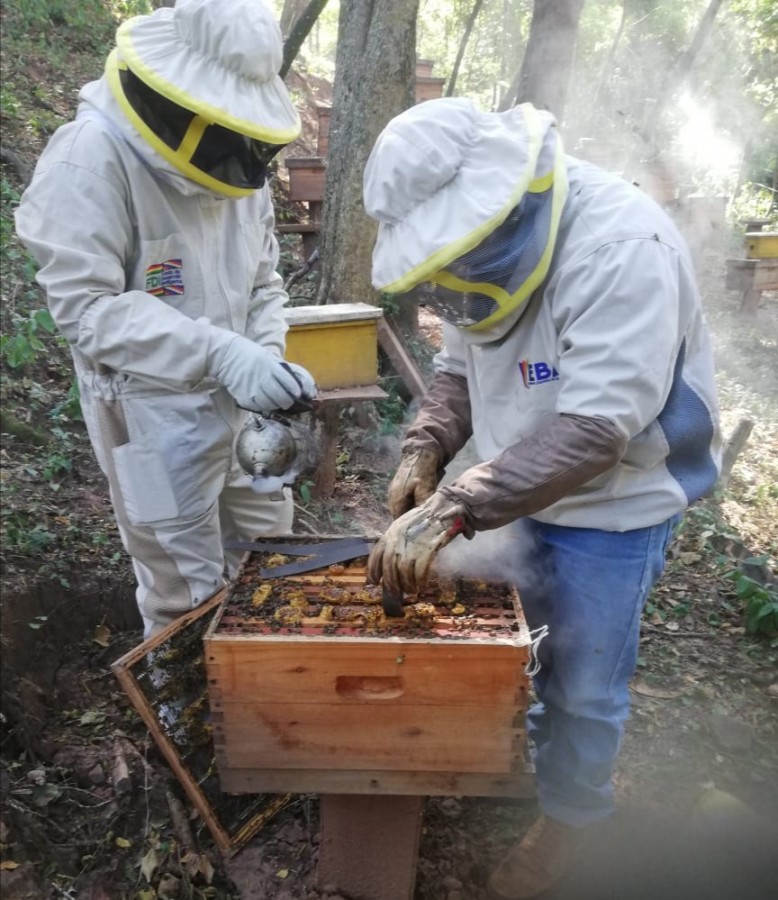 CAMPAÑA CONTRA LA ENFERMEDAD VARROA EN LAS ABEJAS,  MUNICIPIO DE MACHARETI