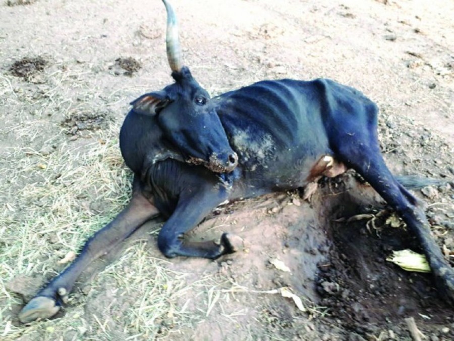 Muerte de ganado activa protestas en Macharetí