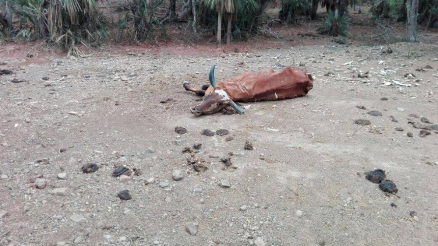 Babesiosis, anaplasmosis e intoxicación son las causas de muerte de ganado en Macharetí