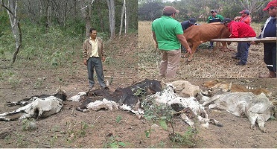 Más de 2.400 cabezas de ganado muertos en Machareti y aún no logran identificar las causas