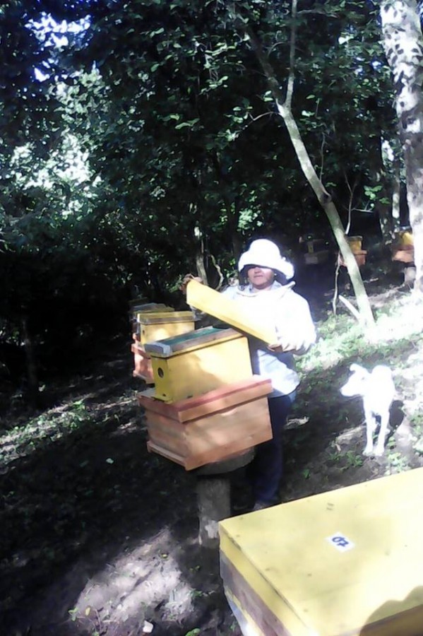 Asociaciones de apicultores en Macharetí