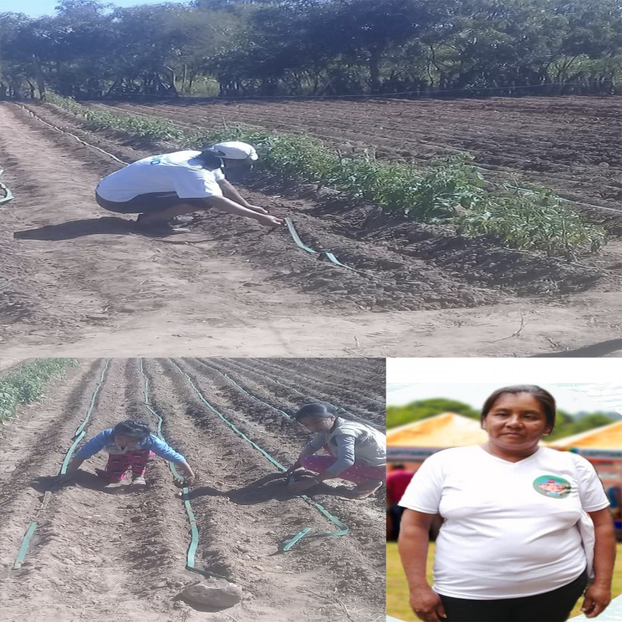 Alimentación segura con la implementación de huertos familiares.