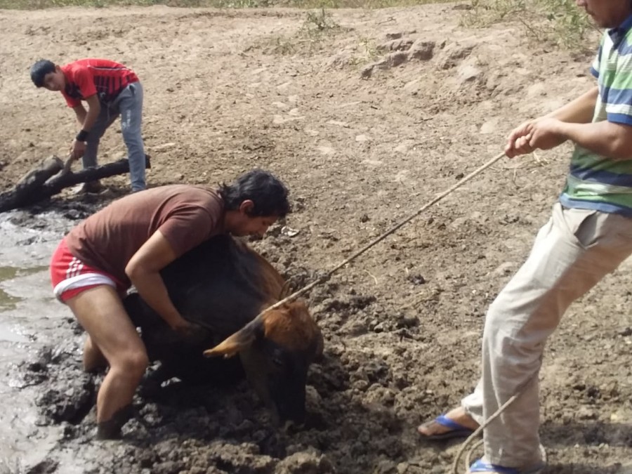 Sequía afecta a las comunidades de la llanura chaqueña en Macharetí