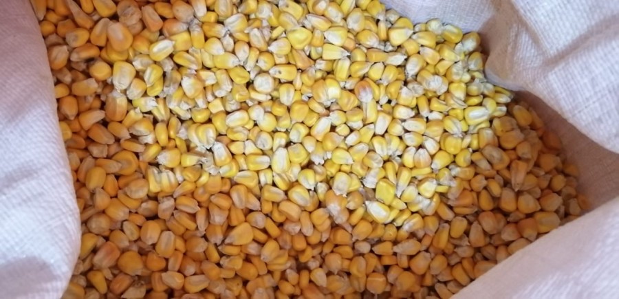 Adquisición para la recuperación de semilla nativa de maíz entre Capitanía Zona Macharetí y Comunidad Zona Ingre de Monteagudo